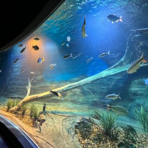 Bioparque04